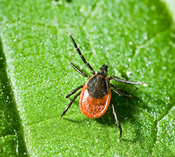 Deer tick (also known as the blacklegged tick)