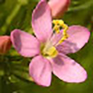Centaury