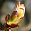 Chestnut Bud