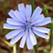Chicory