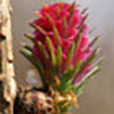 Larch