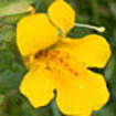 Mimulus