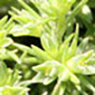 Scleranthus