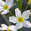 Water Violet