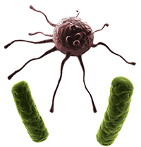 Diseased meat