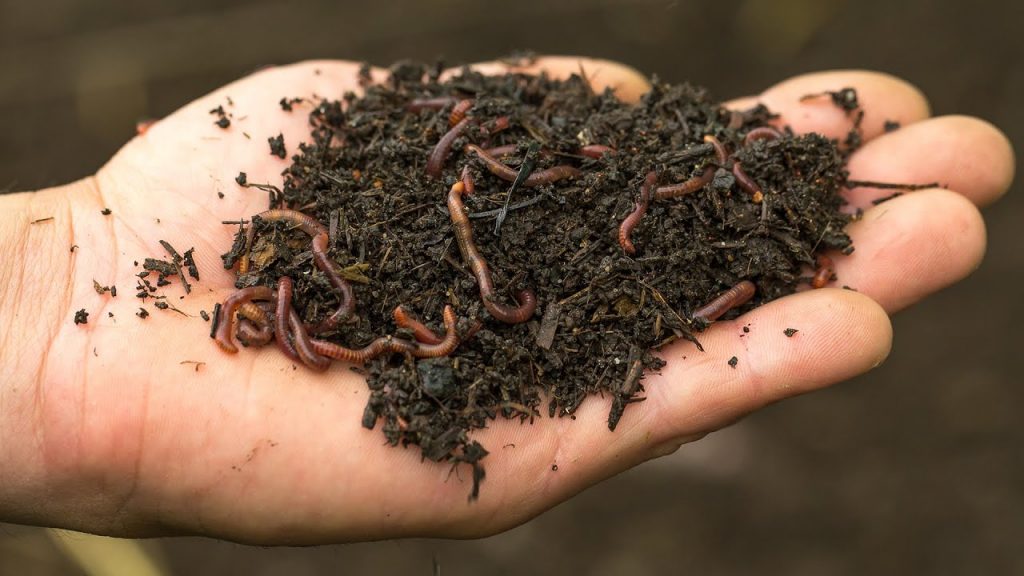 Beautiful worms