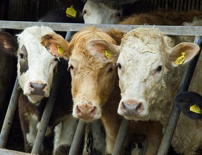 Factory-farmed cows