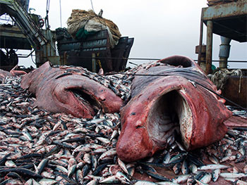 Destructive fishing methods