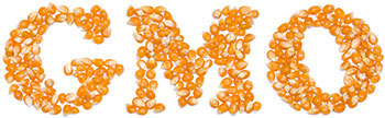 Genetically modified corn