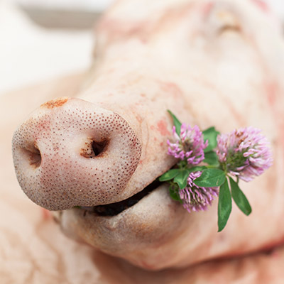 Happy pigs