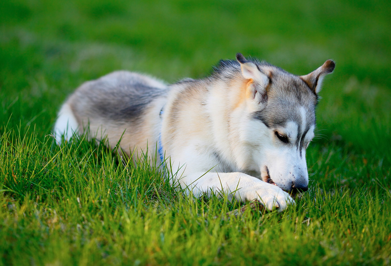 Husky