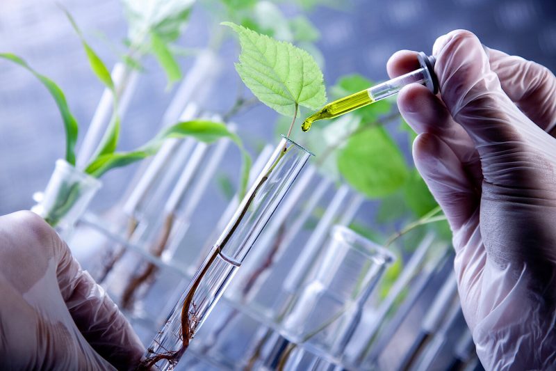 Genetically modified organisms (GMOs)