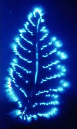 Energy field of a leaf