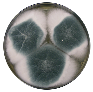 Mold