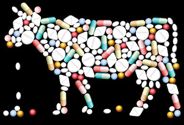 Antibiotics & meat