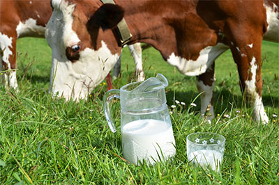 Raw milk from happy, grass-fed cows