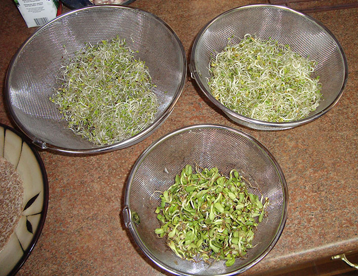 Sprouts growing in a sieve