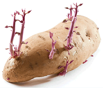 Organic sweet potato with vines!