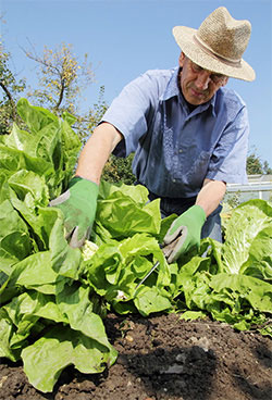 Organic farmer