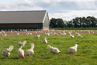 Pasture-raised chickens