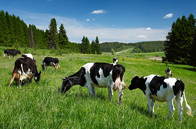 Pasture raised eggs