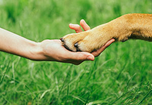 Paws in hand