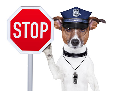 Pets at risk