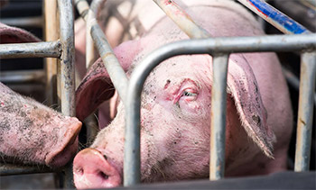 Factory-farmed meat