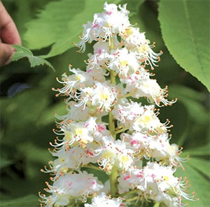 White chestnut